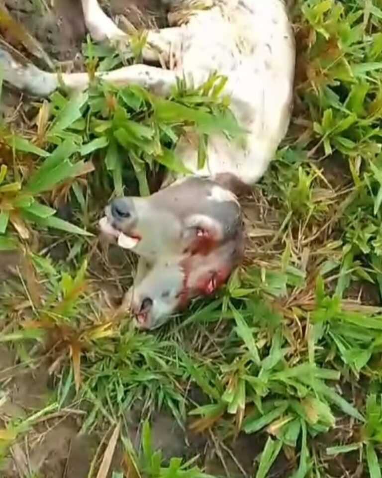 Bezerro nasce com duas cabeças em Tarauacá; anomalia rara surpreende moradores