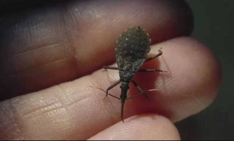 Acreanos vítimas de surto da Doença de Chagas estão sendo acompanhados, diz governo