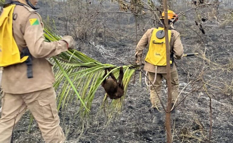 Cerca de 400 animais silvestres ficaram feridos ou morreram carbonizados devido as queimadas no Acre