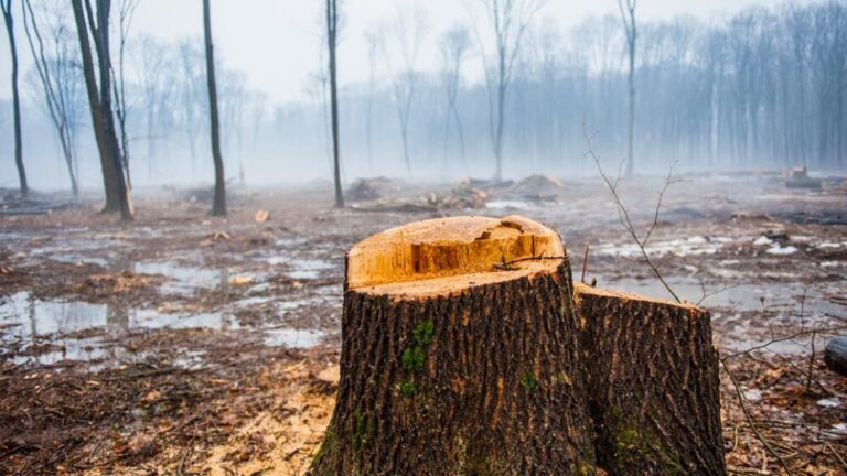 Acre apresenta redução de 16% nos alertas de desmatamento no primeiro semestre de 2025