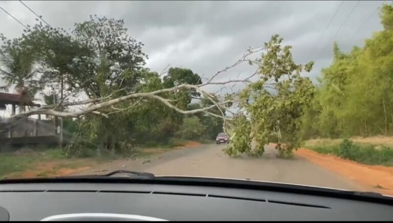 Temporal derruba árvore na Rodovia AC-10, que liga Rio Branco a Porto Acre; autoridades monitoram estragos