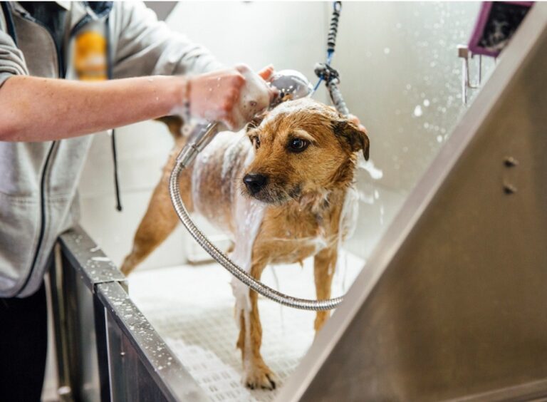 Ministério Público investiga pet shops por denúncias de maus-tratos a animais