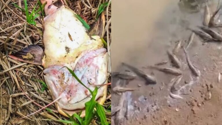 Investigação sobre mortes de peixes no Rio Acre é iniciada por autoridades ambientais