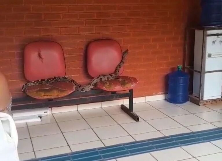 Jiboia é encontrada em banco da Ufac e surpreende estudantes