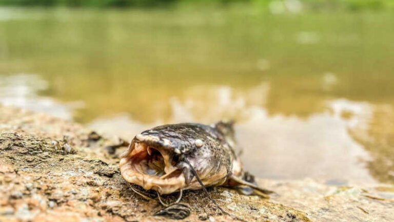 Extremos climáticos e baixa concentração de oxigênio são apontados como causas da morte de peixes no Rio Acre