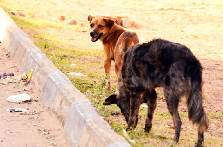 MPAC investiga circulação irregular de cães em bairro de Rio Branco