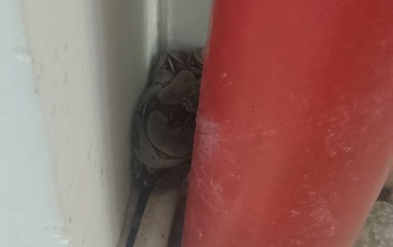 Jiboia é encontrada no Centro Especializado em Reabilitação, ao lado do INTO
