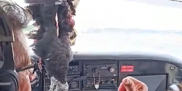Urubu colide com aeronave que faz rota no Acre durante pouso no Amazonas