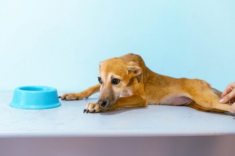 Prefeitura de Rio Branco promove campanha para escolha de nomes de pets disponíveis para adoção
