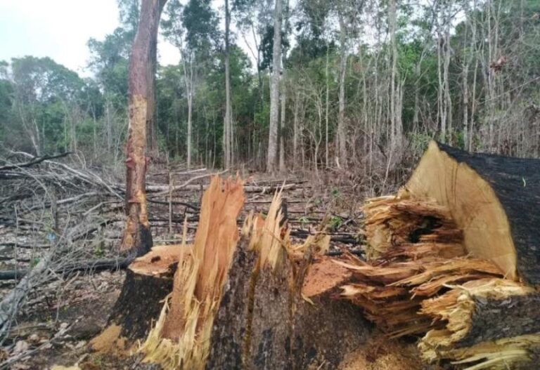 Em 40 anos, Amazônia perdeu área de vegetação do tamanho da França
