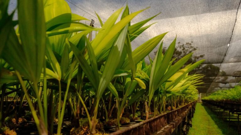 Rio Branco autoriza doação de árvores com valor comercial mediante credenciamento público