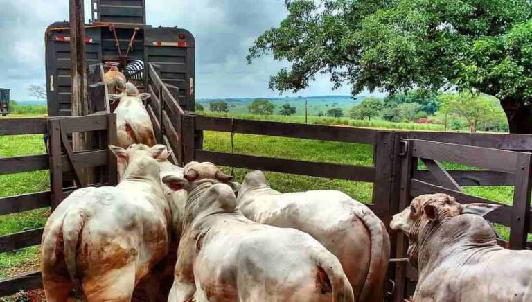 Em cinco meses, saíram mais de 153 mil cabeças de gado do Acre