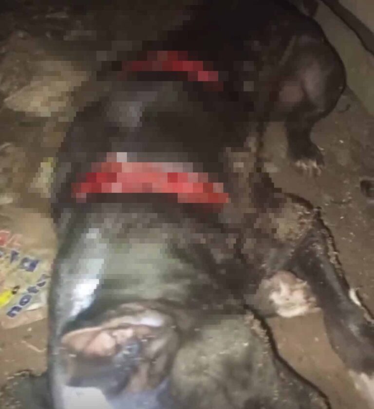 Cachorro pitbull é brutalmente ferido a golpes de terçado ao se aproximar de cadela no cio, no Acre