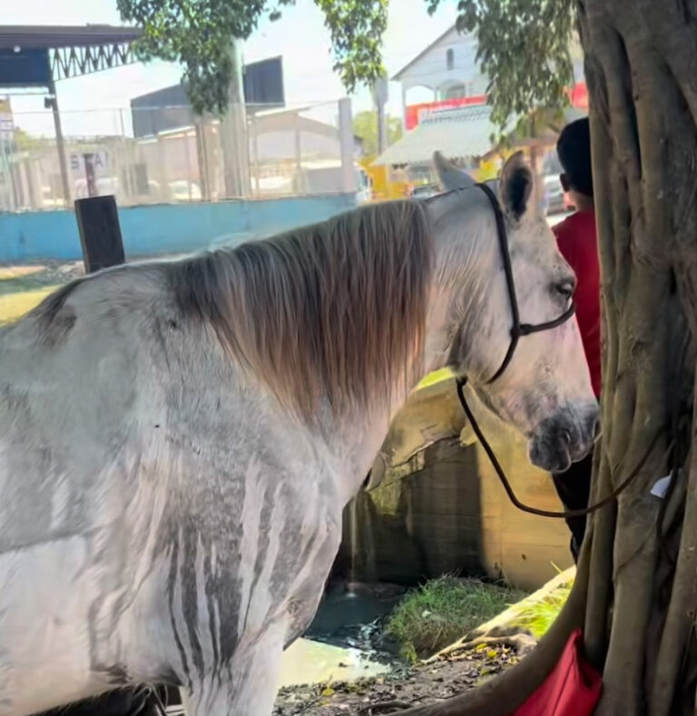 Cavalo que desmaiou na Cavalgada em Rio Branco é atendido por veterinária e se recupera bem
