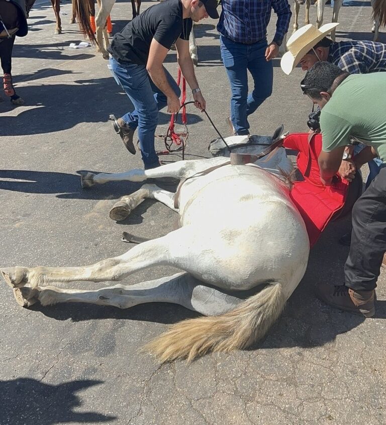 Cavalo passa mal e desmaia durante início da Cavalgada da Expoacre 2025 e é socorrido