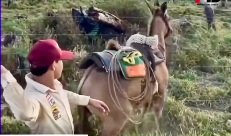 Homem é filmado espancando cavalo e MPAC pede abertura de inquérito policial contra agressor