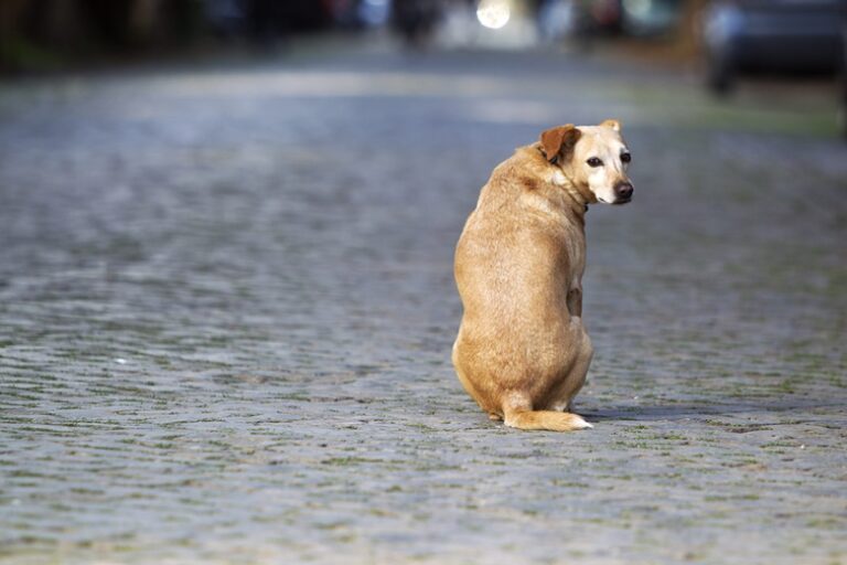 MPAC ajuíza ação para obrigar prefeitura a adotar medidas de proteção animal