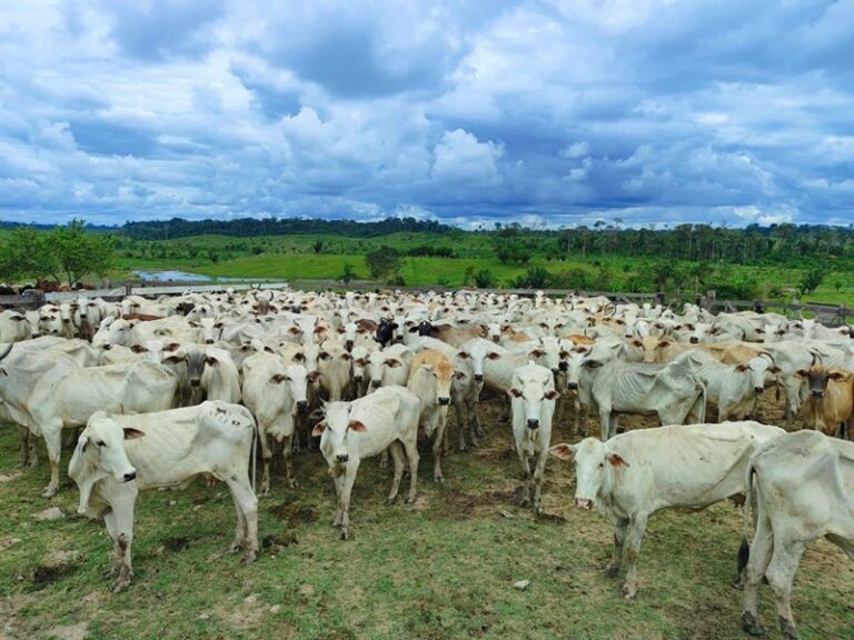 Acre adota novas estratégias para manter rebanho livre de febre aftosa sem vacinação