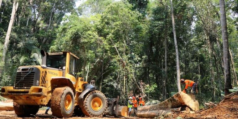 Conselho de Meio Ambiente regulamenta licenciamento para manejo florestal em florestas públicas do Acre