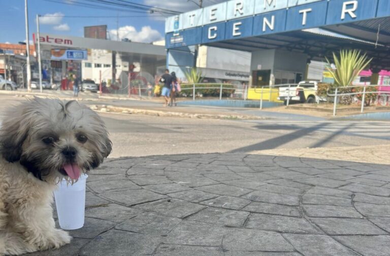 Família oferece R$ 5 mil de recompensa para encontrar cachorra desaparecida após acidente em Rio Branco