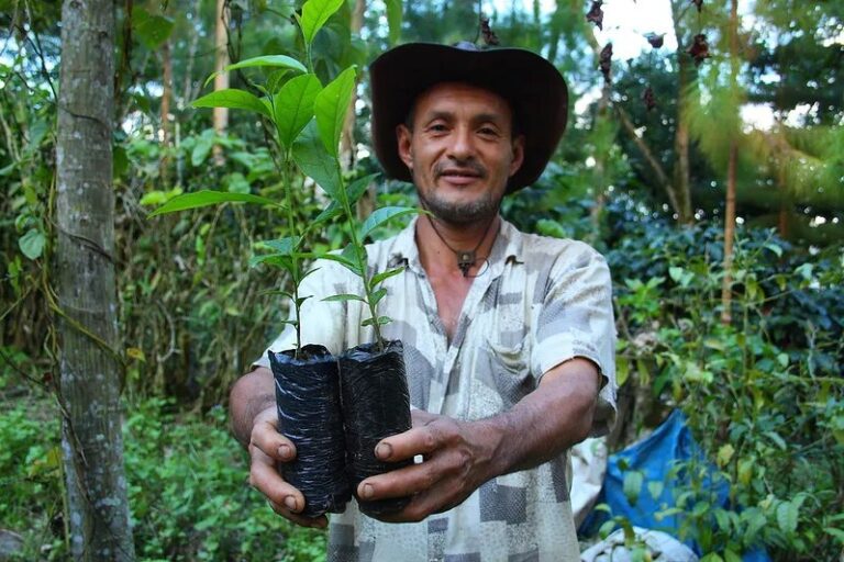 Produtores da Amazônia poderão receber Selo Verde por cultivo sustentável de café