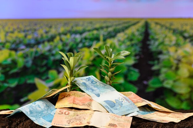 Mercado de créditos de carbono pode trazer até R$ 800 milhões para o Acre em 2026