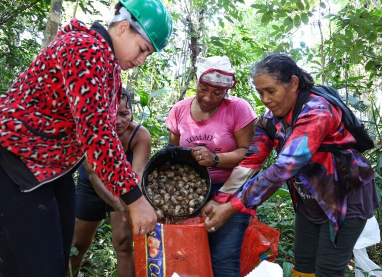 Do murumuru ao mundo, mulheres do Acre moldam a bioeconomia com saber ancestral e cuidado com a floresta