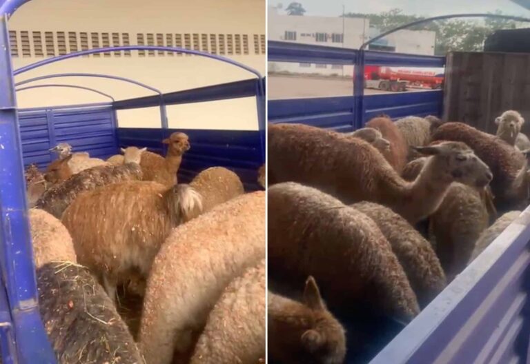 Falta de fiscais do MAPA coloca em risco a vida de lhamas, alpacas e prejudica exportação de ovos em Assis Brasil