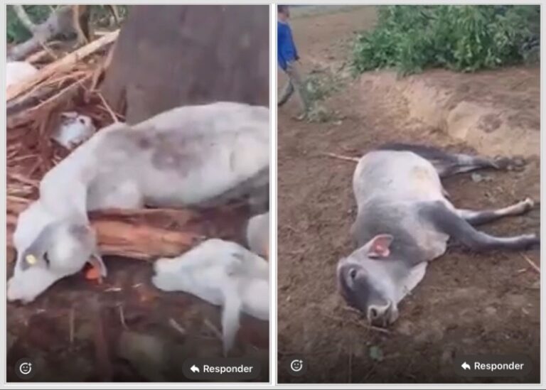Temporal em Tarauacá derruba árvore e provoca morte de várias cabeças de gado na zona rural