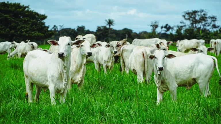 Brasil tem mais gado do que pessoas, diz levantamento do IBGE