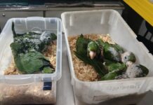 Periquitões-maracanãs resgatados no interior do Acre são recebidos pelo Ibama