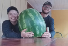Agricultores colhem melancia ‘gigante’ de 34 kg e tamanho do fruto chama atenção
