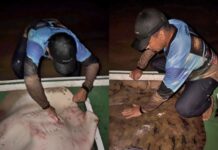Pescador fisga arraia gigante em Assis Brasil: “Ela tem mais de 80 kg, a maior já registrada do Rio Acre”