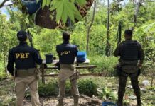Polícia descobre plantação de maconha em Cruzeiro do Sul; dono da propriedade é preso