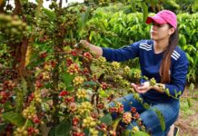 Cafeicultura cresce no Acre com força dos pequenos produtores, mostra levantamento