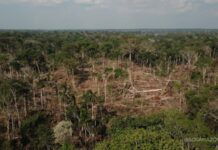 Acre registra queda de 43,6% no desmatamento, mas segue entre os estados com mais alertas na Amazônia